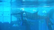 のとじま水族館のジンベエザメ「モモ」死ぬ　復興のシンボル　献花台設置へ