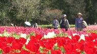 色鮮やか１８品種・およそ３２万本のチューリップ見ごろ　広島・庄原市　国営備北丘陵公園