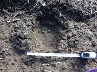 【ヒグマ速報】”幅15センチ”デントコーン畑に複数のクマの足跡みつかる…作物はほとんど刈り取ったあとで被害なし〈北海道八雲町〉