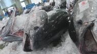 マグロ資源の国際会議が異例の再開催　大型クロマグロ漁獲枠25%拡大案　反対したメキシコ一転賛成で“仕切り直し”