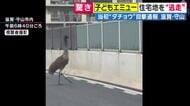 「走ってくる車を気にする様子もなく路上を悠然と歩く姿も」　逃げ出し捕獲された「エミュー」か　滋賀・守山市内での目撃情報　体長2メートル弱・子供のエミューが移動動物園から逃げ出す