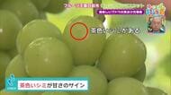 実の茶色い点々→実は甘さの証拠？当たり年の「シャインマスカット」見極めをプロに聞く