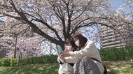 新潟市で早くも桜が見頃♪　観測史上最も早く満開に…