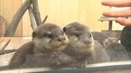 5つ子のコツメカワウソ 横浜の水族館で一般公開