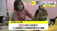 世界の珍しいネコが大集合!「ふれあいねこ展」(福島県)