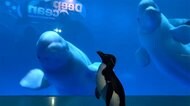 水族館でペンギンとイルカが対面 アメリカ・シカゴ