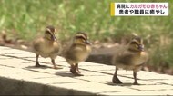 病院にカルガモの赤ちゃん 患者や職員に癒し【岩手・盛岡市】