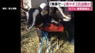 黒ヤギ2匹盗難か 被害届を提出 静岡・富士宮市