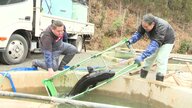 「守ってあげられなくてごめん」チョウザメ養殖業者が悲しみ胸に奮闘　台風14号で4000匹が被害【宮崎発】