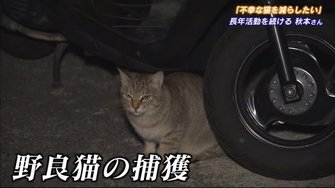 地域猫活動 でトラブル減少 地域で野良ネコを育てながら共存 広島発