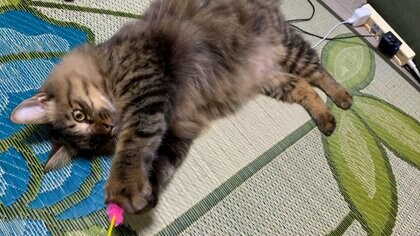 「ペット後見ラボ」設立を発表　飼い主の“もしも”に備え 