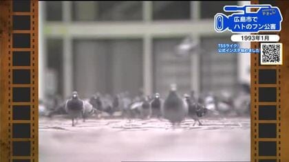 【広島あの日のきょう】平和のシンボル“ハト”のフン公害が深刻化　広島市が対策に乗り出す（1993年）