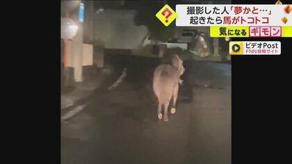 【朝4時。路上にポニー】寝起きで撮影「夢かと…」車に1mまで接近時「怖かった」　馬は無事に持ち主の元へ帰る　福島・須賀川