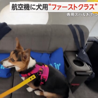 犬用“ファーストクラス”で愛犬と空の旅へ　ニューヨーク～ロサンゼルスのペアシートは片道で約94万円