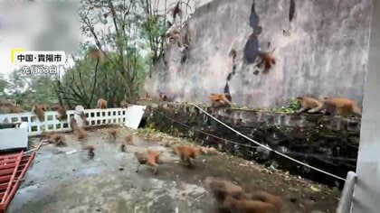 “サル軍団”エサ求めて市街地出没…コンビニや大学でやりたい放題の迷惑行為も「保護動物」で捕獲などできず　中国