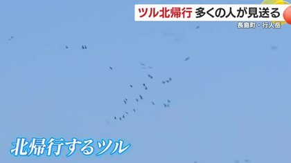 冬の使者　ツルの北帰行ピーク　鹿児島・長島町の行人岳　多くの人でにぎわう　