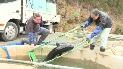 「守ってあげられなくてごめん」チョウザメ養殖業者が悲しみ胸に奮闘　台風14号で4000匹が被害【宮崎発】