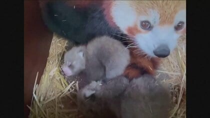 生まれた直後は“バナナ1本分”の113グラム　イギリスの動物園でレッサーパンダの双子誕生