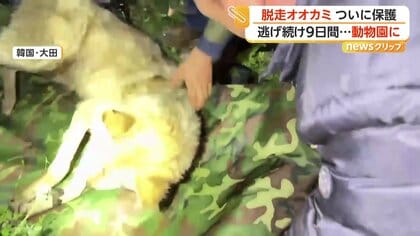 9日間逃げ続けた“脱走オオカミ”ついに保護　胃の中から「釣り針」　回復次第仲間のもとへ　韓国
