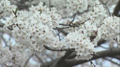 金沢有数の桜の名所“伏見川”で満開「心が晴れ晴れ」…能登さくら駅は13日に満開を迎える予想