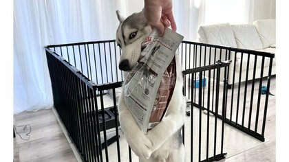 「僕のおおぉおおお！」ドッグフードの袋に必死にしがみつくハスキーが可愛い…どれくらい“食いしん坊”なのか飼い主に聞いた