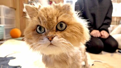 犬・ネコの「殺処分ゼロ」5年以上続く　“ふるさと納税”で命を救う　衰弱した保護ネコが柔和な表情に　年間2500匹の去勢・不妊手術　長野市が挑む動物愛護の最前線