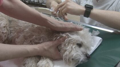 「夏に毛皮と同じ」ペットにも熱中症の危険性　嘔吐して震えるイヌも…予防の3ポイント