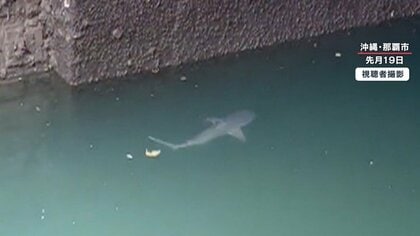 ”人食いザメ”が住宅街近くの川や干潟に…東海や関東に出没の恐れも「黒潮大蛇行」影響か