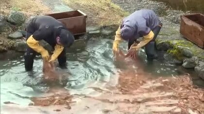 金箔や銀箔を挟む箔合紙などに使用…全国の伝統工芸も支える「横野和紙」原料の川ざらし始まる【岡山】