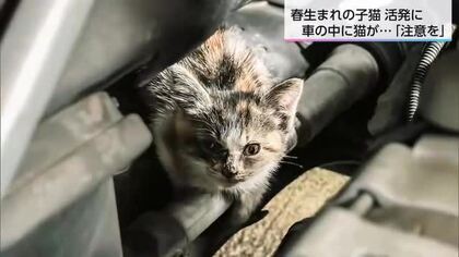 エンジンルームに子猫が…！梅雨時期に5倍に増える車トラブル　運転前の「猫チェック」で命を守る