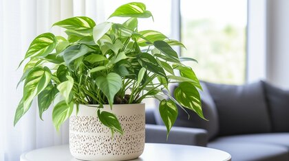 育てやすい観葉植物は?観葉植物人気ランキングを調査!1位は『ポトス』に決定!