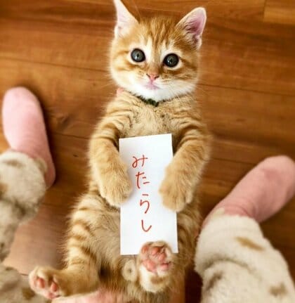 「あ、やっぱ『みたらし』だ」保護子猫の“名付けの瞬間”同じ名前を2度とも選ぶ動画に驚き…4匹のきょうだいとすくすく成長中！