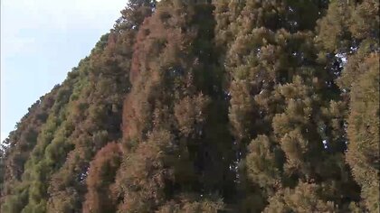 花粉飛散が本格化 「鼻水・くしゃみ・だるさ」はオミクロン感染と共通　花粉症かコロナか…どう見分ける？