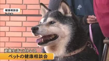 八代市・被災したペットの健康相談会「少しの物音で隠れたりストレスがたまっている」【令和８年熊本地震】