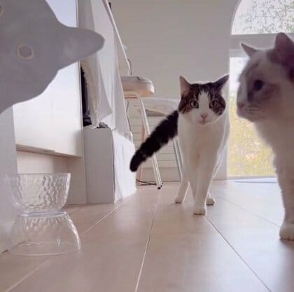 “猫の写真”のイタズラに「警戒心MAX」と「余裕の顔」…愛猫2匹の反応が真逆と話題！性格の違いを飼い主に聞いた