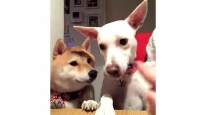 「全米が泣いた」行儀よく“待て”をしていた柴犬に悲劇…“よし”の合図で別の犬がおやつ横取り!?2匹の関係を飼い主に聞いた