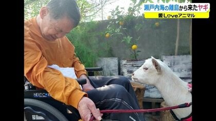 住宅街を散歩する「ヤギ」!? “お世話係”の3兄弟との交流に密着【福井発