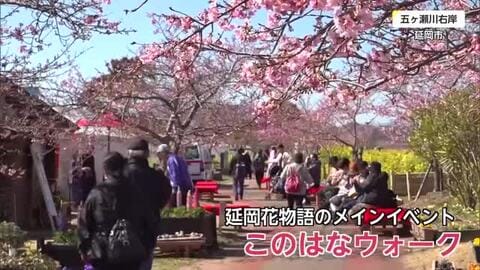 延岡市五ヶ瀬川沿いの河津桜と菜の花を楽しむイベント「このはなウォーク」22日まで開催