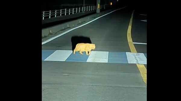 ネコが慎重すぎる　横断歩道をゆっくり…渡り終わるまで約2分　「見守った」と撮影者｜FNNプライムオンライン