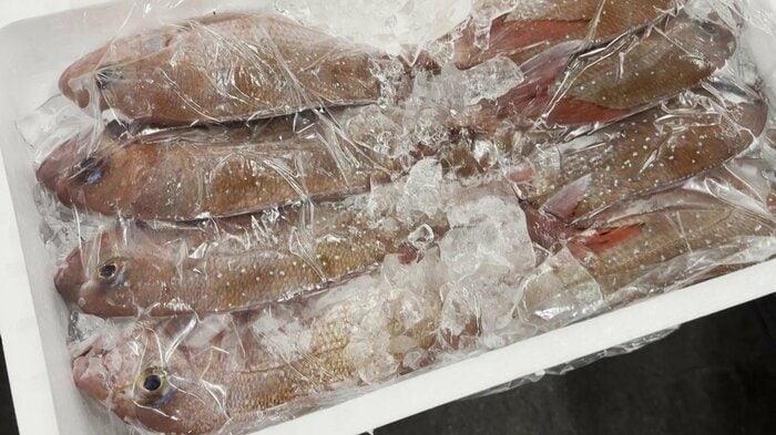 千葉市地方卸売市場での買い付け（撮影：飯島さん）