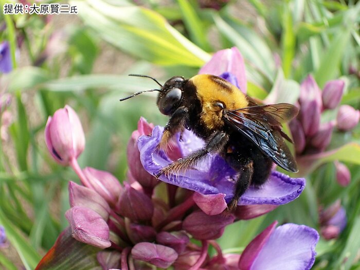 クマバチ/写真提供:大原賢二氏