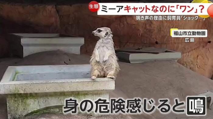 辺りを警戒するアミちゃん(提供:福山市立動物園)