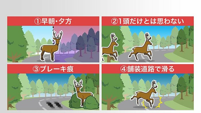 シカとの事故を防ぐための注意点