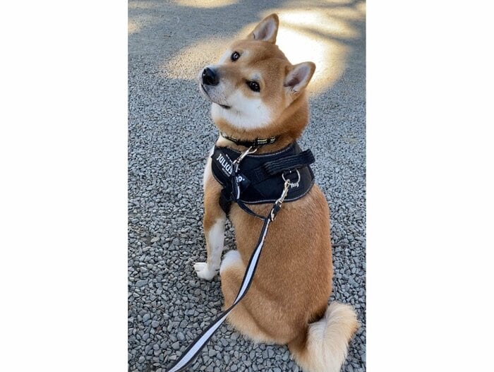 提供:柴犬 雷吾さん