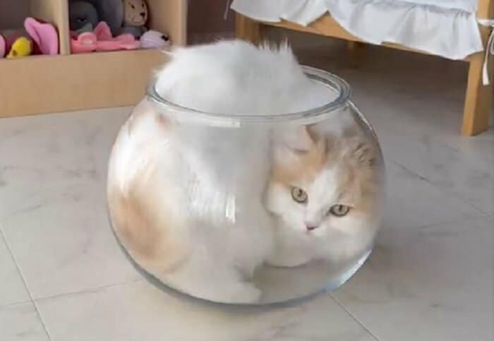 なめらかな動きで全身を中に
