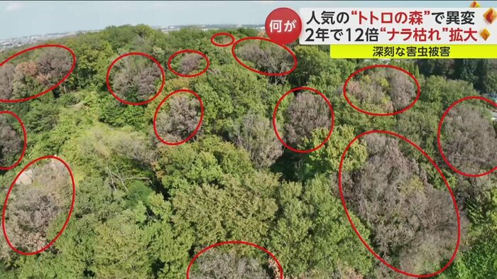 ドローンで見ると、茶色い木があちらこちらに広がっているのがわかる(9日正午ごろ撮影)