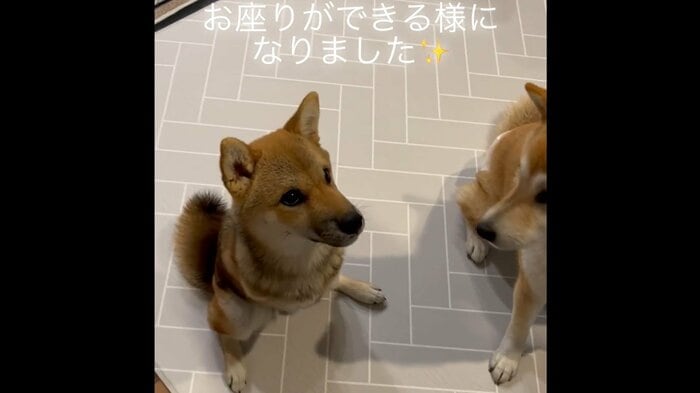 すると、春子ちゃんも後足だけでお座りした!