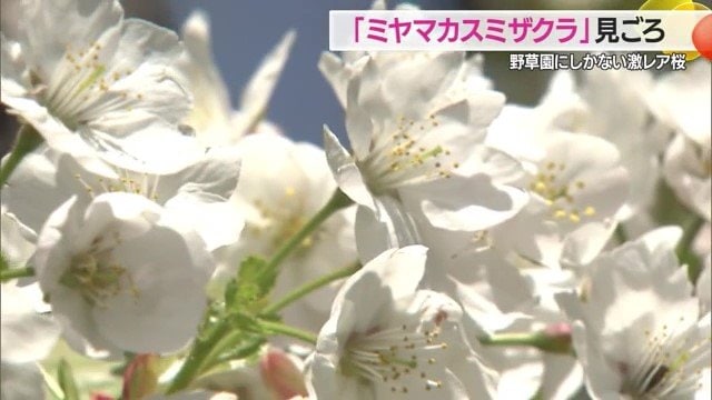 ミヤマカスミザクラは世界で唯一、野草園(山形市)でしか見ることができない