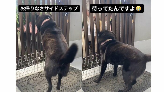 サイドステップ(左)、三女さんと再会した様子