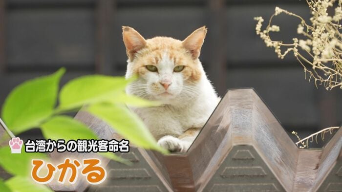 最古参・マヤを脅かす!? 大胆な性格の新入り「ひかる」